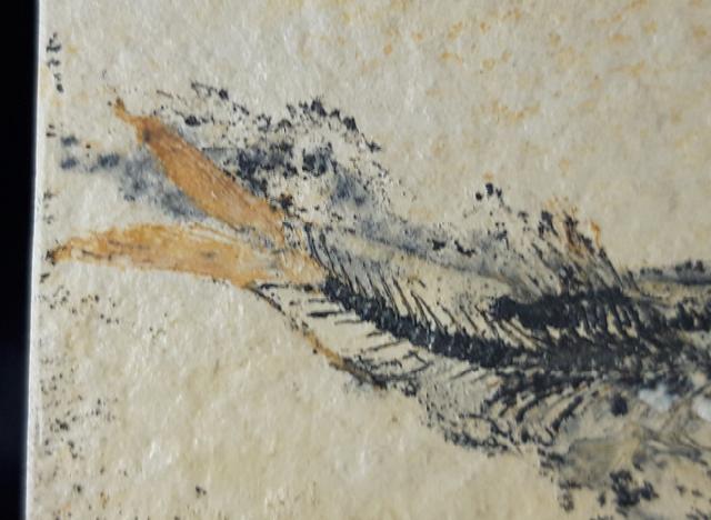 Leptolepides sprattiformis (BLAINVILLE 1818) - Bild &copy; FossNet FossilienStore